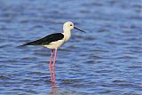 Black-winged Stiltborder=